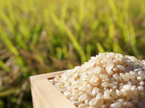⭐︎新米⭐︎特別栽培米ふっくりんこ 玄米5k【ネオニコチノイド不使用】