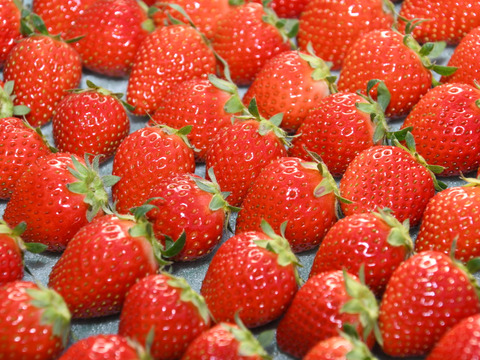 【品種おまかせ】船橋産完熟いちご230g×4P