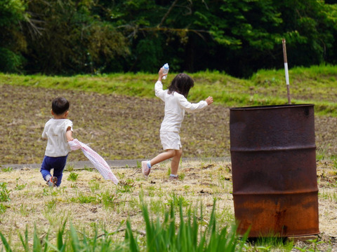 【富山県氷見市（自然栽培 / 希少品種）】古代米（緑米）「アクネモチ」 玄米3kg