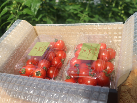 【甘くて芳醇ご褒美ミニトマト】　寒暖差で甘みが凝縮した今が旬！太陽の光をたっぷり浴びて育った高糖度ミニトマトをギフト箱でお届けします！自分へのちょっとしたご褒美、大切な方への贈り物にも！450g×2