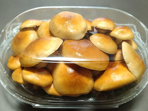★長野県岡谷産★【原木なめこ500ｇ】肉厚で⭐️旨みたっぷり⭐️抜群の美味しさ