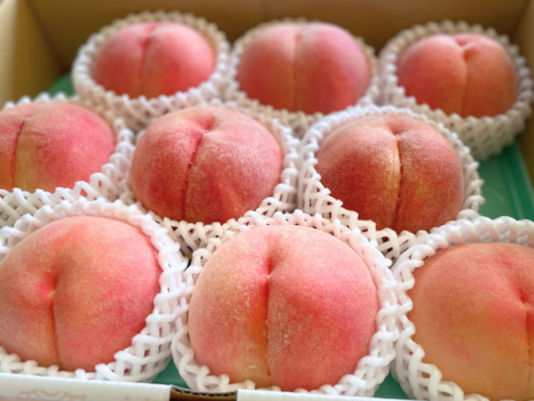 【贈答用】いまや希少品種！「川中島白鳳」2㎏（5～8玉）