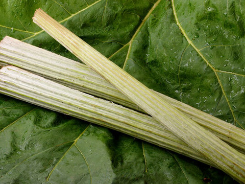 天然山菜　秋田フキ約1000g（予約販売）世界遺産白神山地付近産