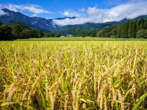 香り豊か　ヒノヒカリ　10kg