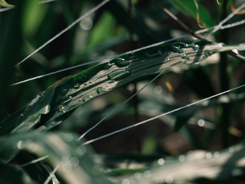 秋の味覚　京都府産　露地新生姜5kg　土付き