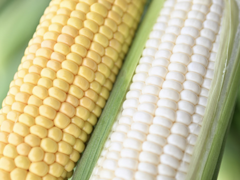 夏ギフト】【朝どれ】甘さ爆発！弾けるとうもろこし🌽 黄・白食べ比べ