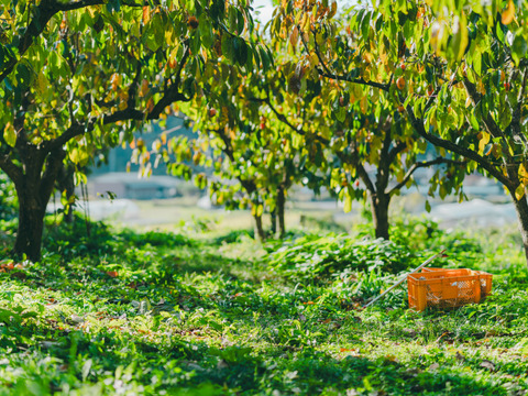 プレミアム干柿SHUKU「西条柿」8玉