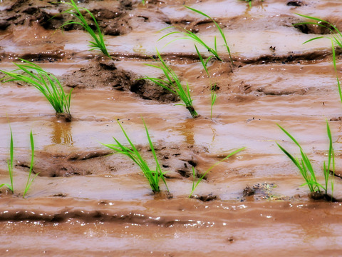 🌾 農薬化学肥料不使用栽培【きぬむすめ】白米5kg （玄米/分つき精米可）