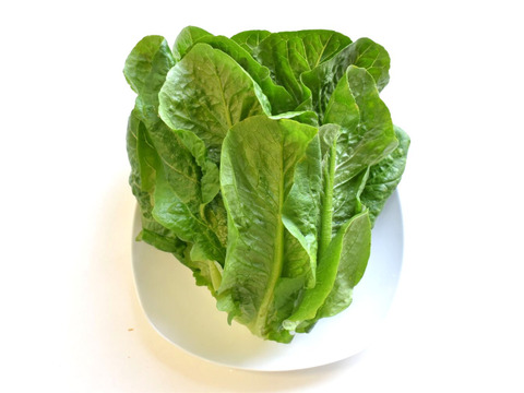 和らぎ農法　ロメインレタス　大（1～2玉）