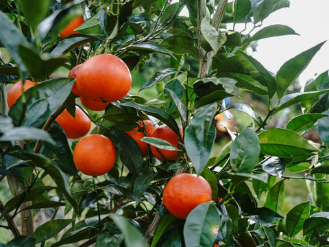 ブラッドオレンジ（タロッコ）｜濃厚な甘み、コク深い赤い果実9kg