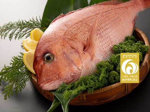 【食欲の秋到来】1.2kgのボリューム！プリプリ食感と白身魚ながらコクのあるジューシーなブランド鯛！豊富なコラーゲン！【半身ずつ食べ比べ】