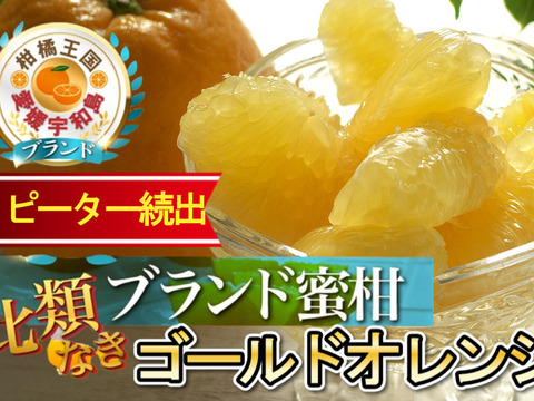 🍊やみつきリピーター続出🍊この時期しか食べられない『ゴールドオレンジ』傾斜35度の崖上で収穫される希少な宇和島ブランド【お試しキャンペーン約1kg】