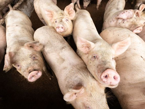 だいじょ豚ローススライス特製味噌漬け150ｇ×4 ギフトにもおすすめ