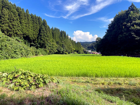 【2025年度産】［玄米］自然栽培イセヒカリ3kg（富山県氷見産）