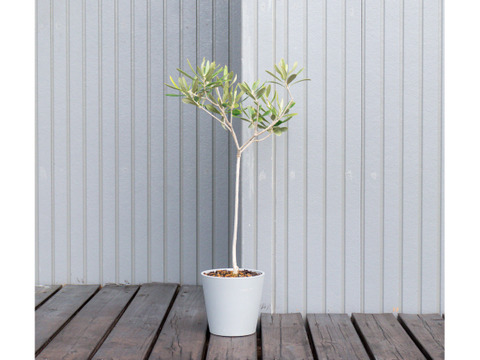 オリーブ 鉢植え 「ハーディーズマンモス」 シンボルツリー 観葉植物 オリーブの木