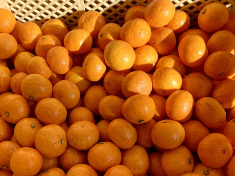 【ご自宅用】樹上完熟　濃厚　絶品　糖度16度以上　『完熟小玉みかん』　３kg