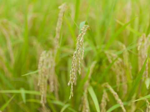 新米予約 滝本米 プレミアム 玄米 5kg 農薬不使用 玄米 化学肥料不使用 特別栽培米