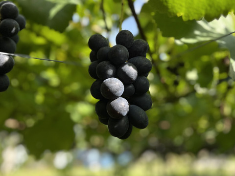 信州の粒ブドウセット【ナガノパープル】×【シナノスマイル】700g [NpSs]