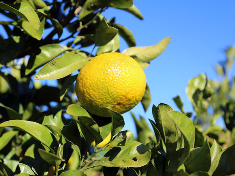 【自然栽培】今シーズン最終 家庭用   黄色かぼす　 ポン酢など利用できます 5Kg