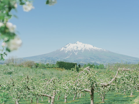 【常温便】～🍎青森りんごを直送🍎～ご自宅用リンゴ『サンつがる』５Kg 　１２個から２０個入り