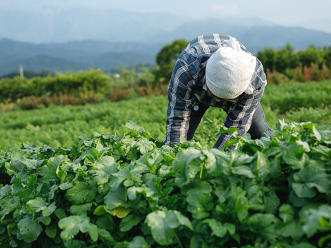 信州産朝採れ！おまかせ旬の野菜セットB