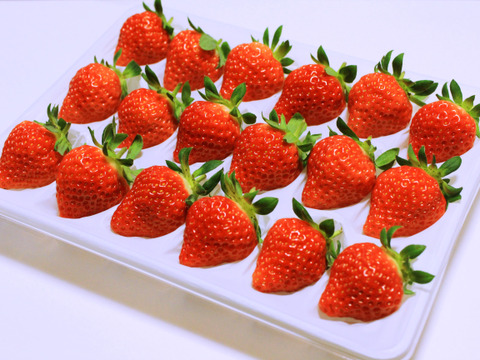 新潟ブランドいちご『越後姫』約350g 18粒