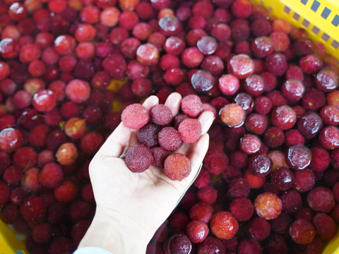 【収穫期限定】冷凍やまもも 秀(500g）
ヤマモモシロップづくりにぴったり！