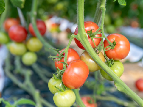 美味さの秘訣は【土耕栽培】にあり！　まーくんトマト　秀優品　八百結び農法　大玉トマト