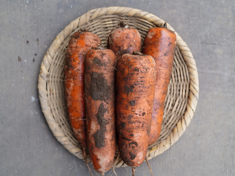 アロマレッド人参 10kg土付き【千葉県サンバファーム直送】