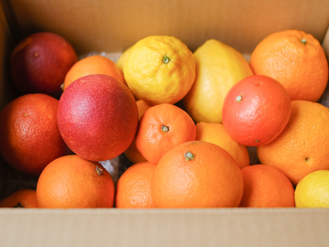 箱込約2㌔　柑橘あじくらべ　8種類以上はいって旬の美味しい果実があじくらべ