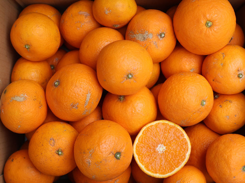 農家直送！きよみオレンジ　小玉の訳あり3kg  【平武農園】〜蛍飛ぶ町から旬の便り〜　和歌山｜有田｜田口｜ギフト