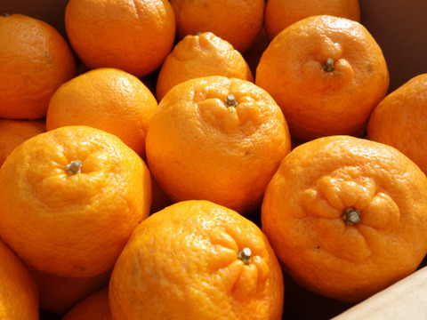 【甘さが濃～い！】びわ屋のポンカン「千々（ちぢ）ポンカン」　5㎏でお届け