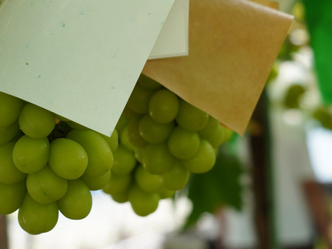 2026年予約販売★シャインマスカット 1～1.2kg（2房）☆農場イチオシ！パリッと新鮮、香り豊かな大粒シャインマスカットです。種なし、青森県産、贈答、ギフト、家庭用にも