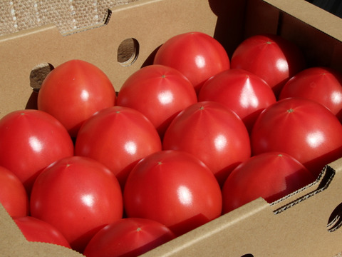 【規格外】【小キズあり】うま味成分たっぷり完熟トマト 今が旬です！ 2.5㎏程度