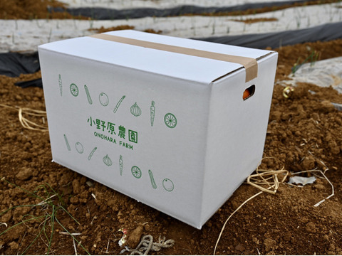 【超特価】温州ミカン,みかん 10kg 80個〜120個（多少傷あり）佐賀県産 マルチ栽培