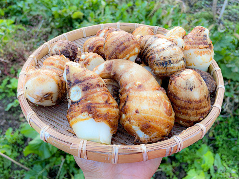 【自然栽培】宮城県産 里芋 さといも 1kg 芋煮や煮物にオススメ♪
