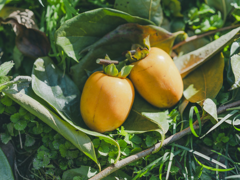 プレミアム干柿SHUKU「西条柿」4玉