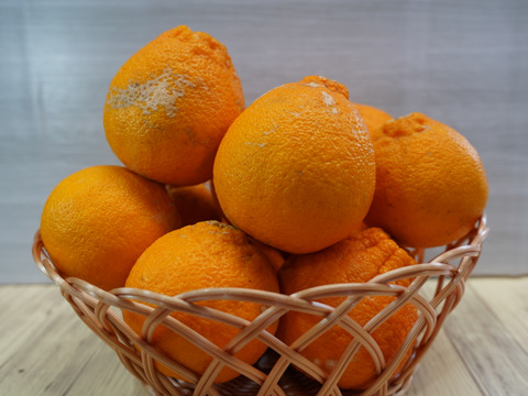 今期の販売は3月26日でラスト‼︎【家庭用】柑橘の王様『濃厚な味わいハウス不知火♡おてんば娘シリーズ』5㎏