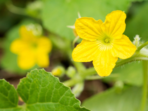 【茨城県鉾田市旭村産】食べ比べ！イバラキング・クインシーメロン2玉【特秀】