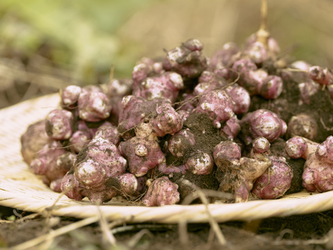 【紅菊芋3kg】腸活にも！イヌリンが豊富な健康野菜〜有機肥料使用〜