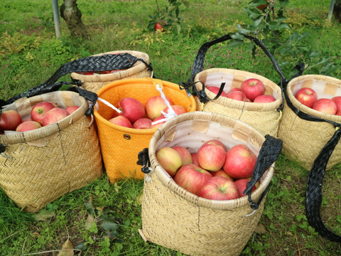 【予約販売】やさしい甘さ シナノスイート 約5kg(14～20個)