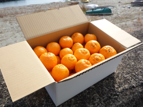 【甘さが濃～い！】びわ屋のポンカン「千々（ちぢ）ポンカン」　5㎏でお届け