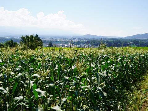 【朝採り即出荷】八ヶ岳産グラビス とうもろこし 約4kg（11本前後）｜バイカラー／生でも食べられるスイートコーン
