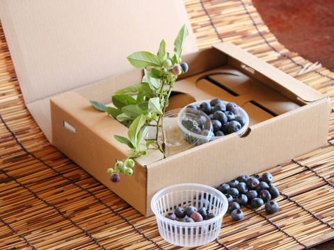 南信州産 『ブルーベリー生果実500ｇ』【秀品】ギフト用大粒選果品 収穫日発送♪