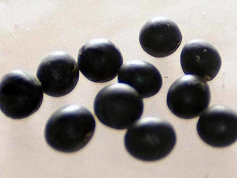【高野山麓栽培】鞆渕の大粒黒豆（秀品）400g
