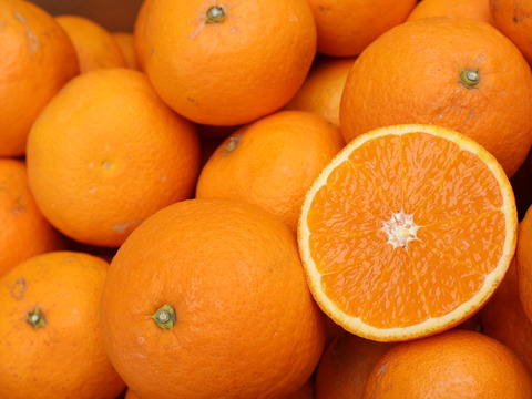 農家直送！きよみオレンジ　無選別7.5kg  【平武農園】〜蛍飛ぶ町から旬の便り〜　和歌山｜有田｜田口｜ギフト