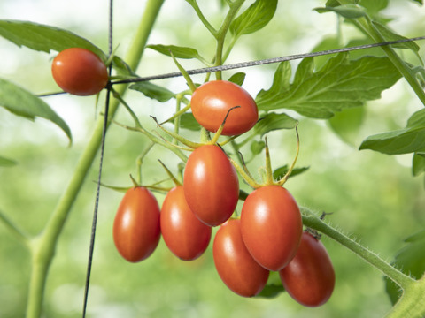 ✨新商品✨　🍅冷凍高糖度フルーツミニトマト4Kg　🔥加熱用🔥