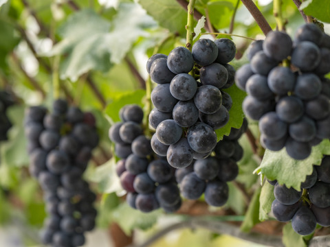 ☆予約注文☆ 皮ごと丸ごと！広島県産ナガノパープル１房【約400g】（８月下旬順次発送）