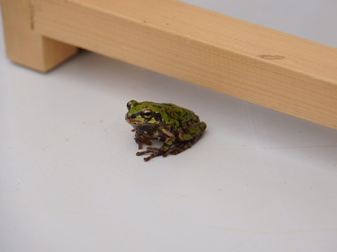 高アミロース・低GI米！豊受白米5㎏【2025年産】