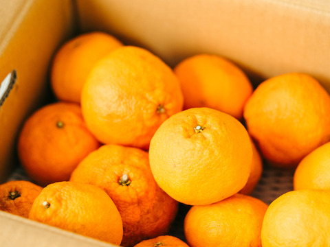 【とろける果肉、濃厚】段畑デコ　2キロ　ご家庭用